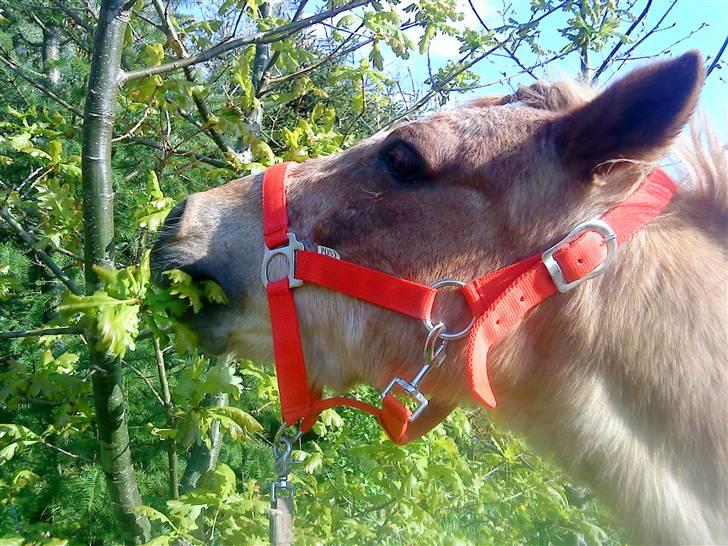 Trixtan og flotte fletninger :) - Nami nami billede 2