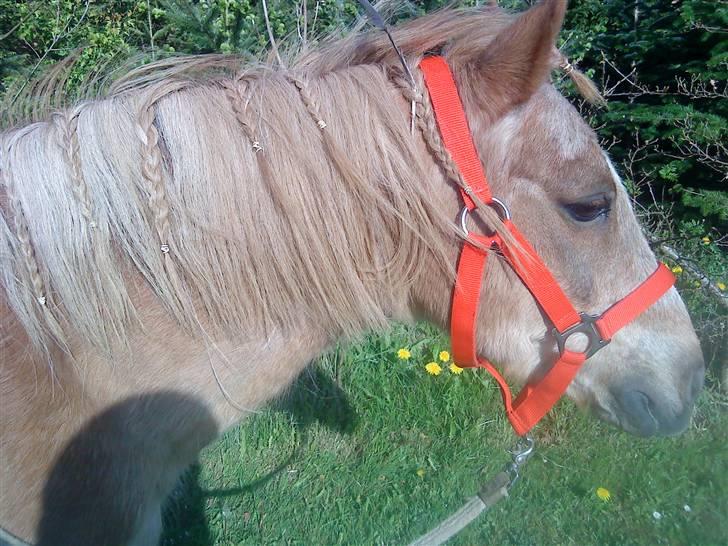 Trixtan og flotte fletninger :) billede 3