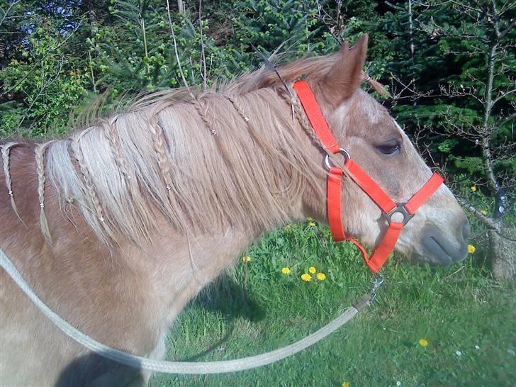 Trixtan og flotte fletninger :) - Hej min skat billede 4