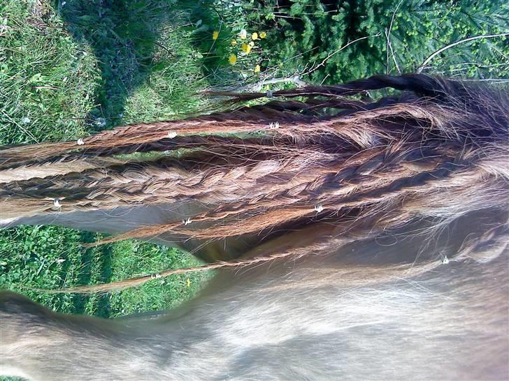 Trixtan og flotte fletninger :) - Trixtan med flættet hale billede 5