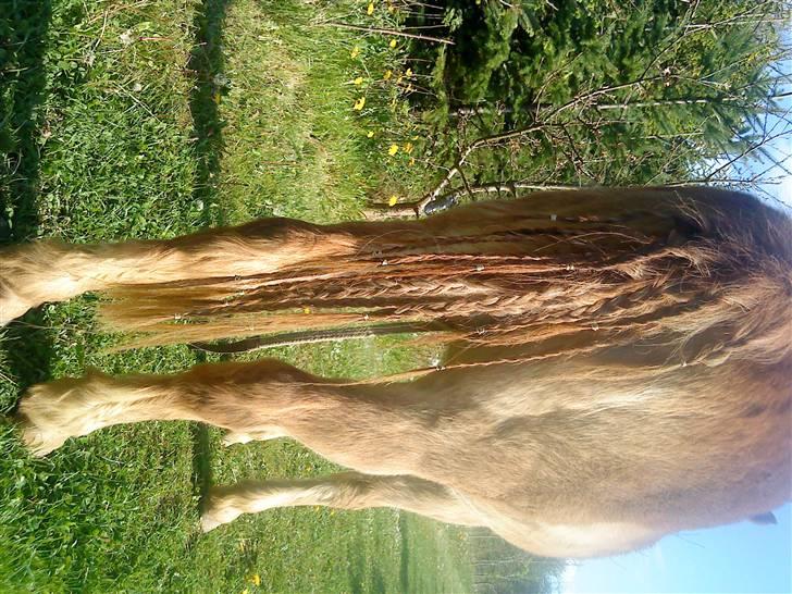 Trixtan og flotte fletninger :) - Trixtan med flættet hale billede 6