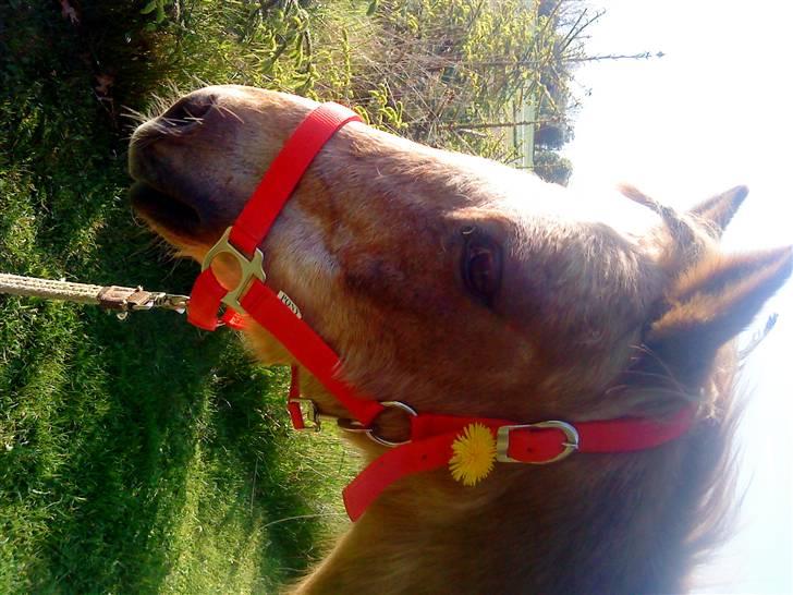 Trixtan og flotte fletninger :) billede 7