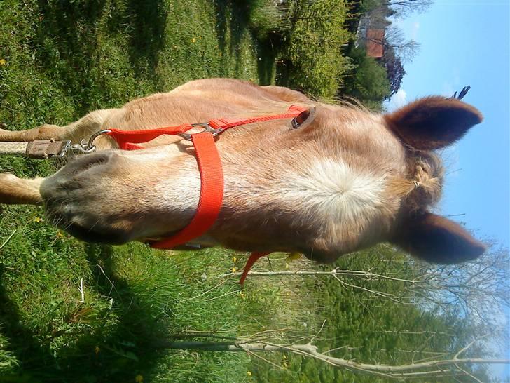 Trixtan og flotte fletninger :) billede 9