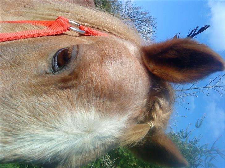 Trixtan og flotte fletninger :) billede 10