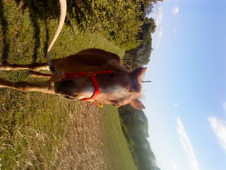 Trixtan og flotte fletninger :) - Haha sjov bagrund billede 11