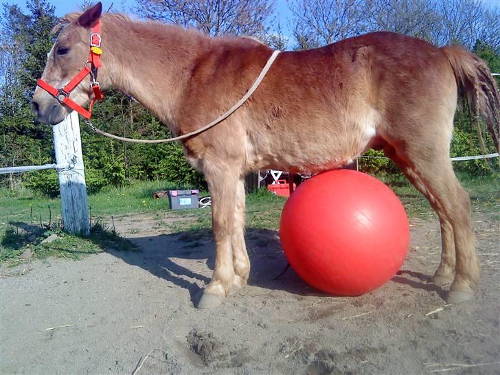 Trixtan og flotte fletninger :) - Trixtan me bold under maven:D billede 12