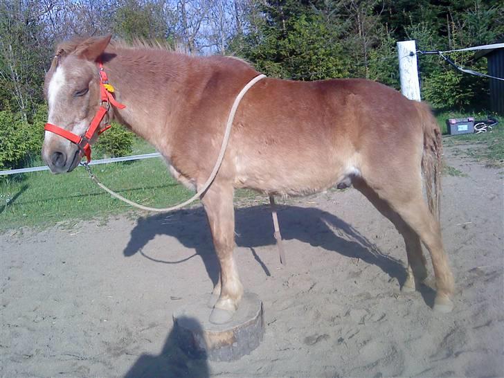 Trixtan og flotte fletninger :) billede 13