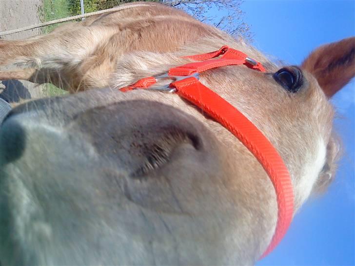 Trixtan og flotte fletninger :) - Elsker også dig min skat billede 14