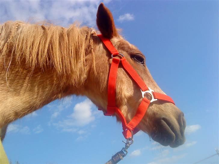 Trixtan og flotte fletninger :) - Klø klø billede 15