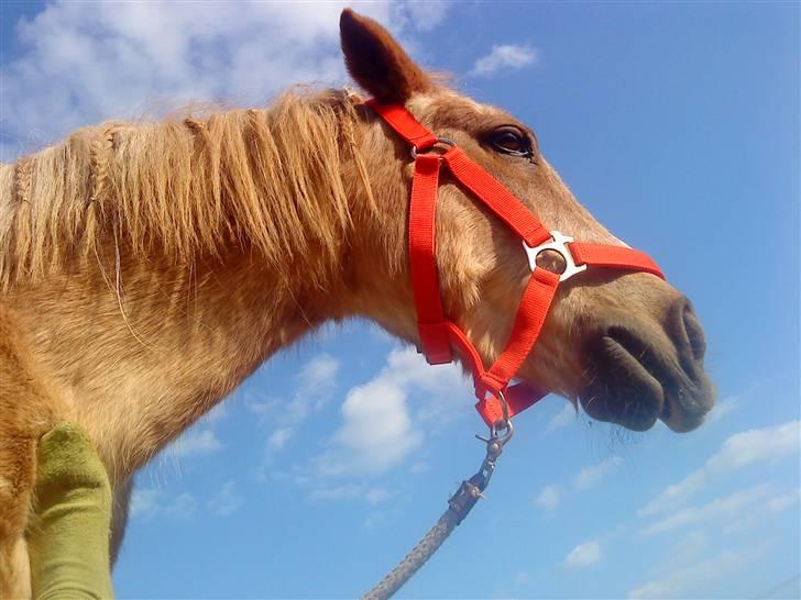 Trixtan og flotte fletninger :) - Uha klør det var min lille snuske:D billede 16