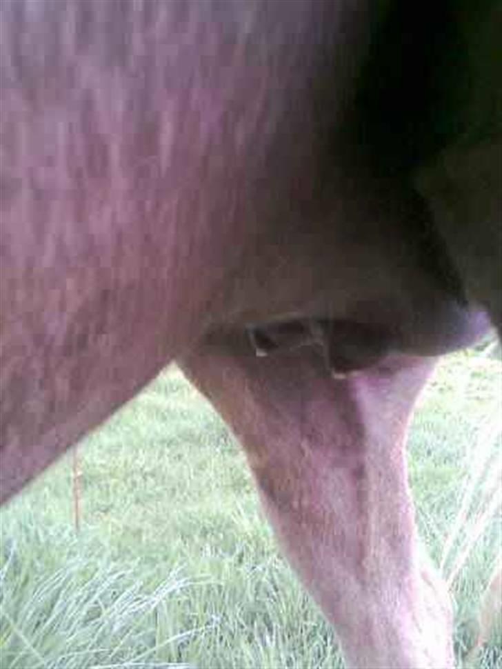 Nathalie´s tykke følle-bølle mavse ;) *NYE BILLEDER* - Natha´s yver d.5 maj 09 NY billede 7