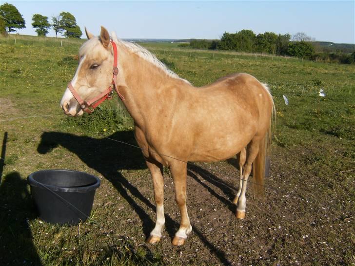 Nathalie´s tykke følle-bølle mavse ;) *NYE BILLEDER* - Tykke Natha´pigen.. d.12 maj 09 NY billede 8