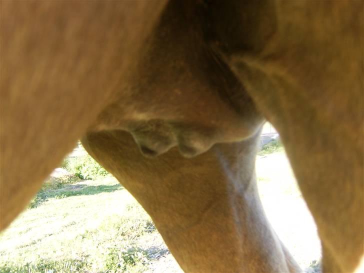 Nathalie´s tykke følle-bølle mavse ;) *NYE BILLEDER* - Natha´s yver d.12 maj 09 NY billede 9