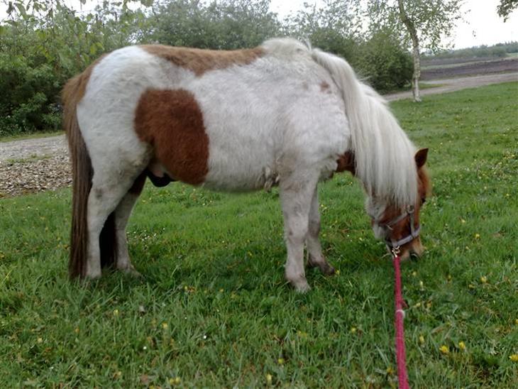 {{currentPhoto.altText}} billede {{currentPhoto.number}}