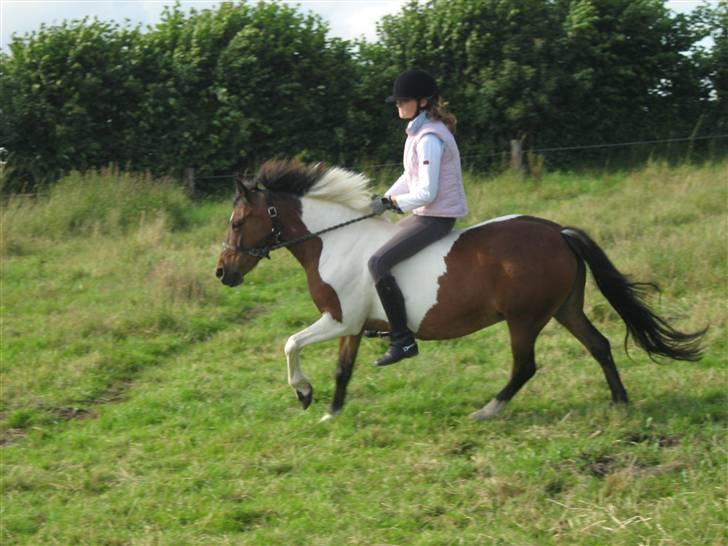 Ridning uden sadel / hovedtøj .  - Dejlig galop billede 6