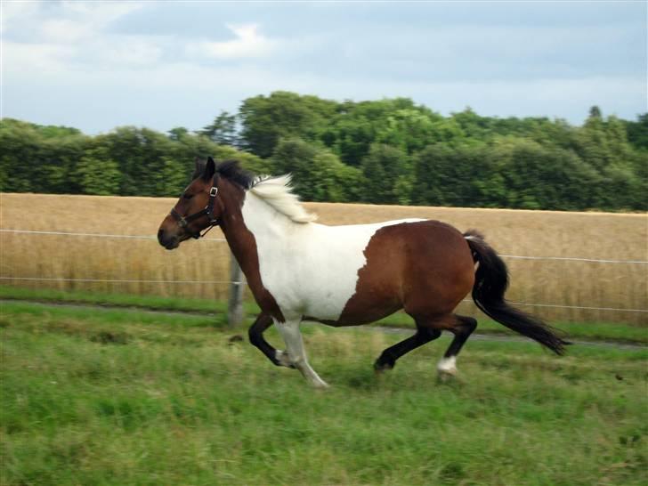 Ridning uden sadel / hovedtøj .  - PONY RÆS billede 18