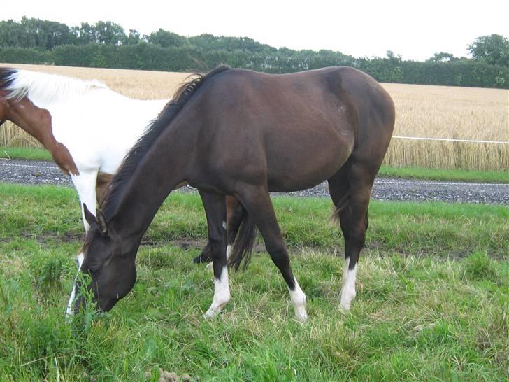 Ridning uden sadel / hovedtøj .  - Baby billede 28