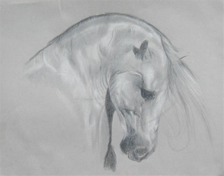 Tegninger, heste og et par hunde - Lavet med farveblyant. billede 17