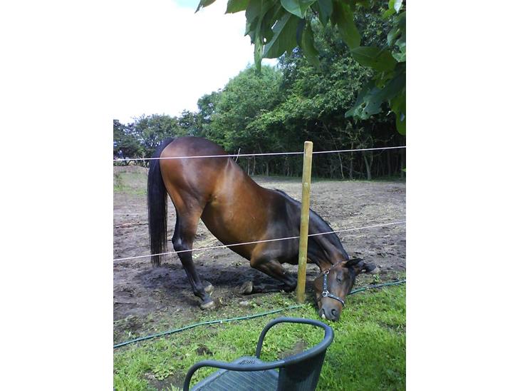 {{currentPhoto.altText}} billede {{currentPhoto.number}}