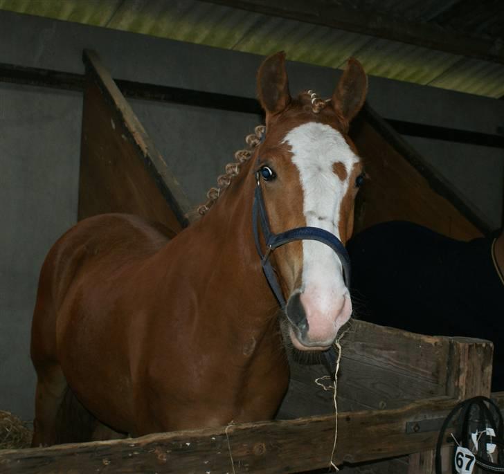 Dyrskue Varde billede 1