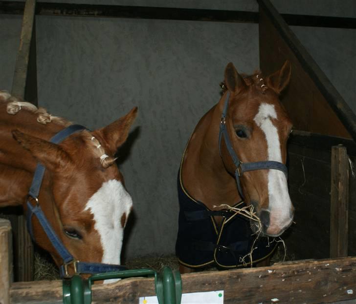 Dyrskue Varde - Kika synes at Sizzes vand var bedre end sit eget billede 2