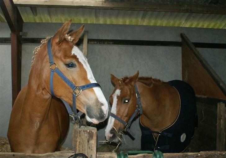 Dyrskue Varde - Nysgerrige Kika. Hun elskede at der kom nogle og snakkede med hende. Specielt når det var børn billede 3