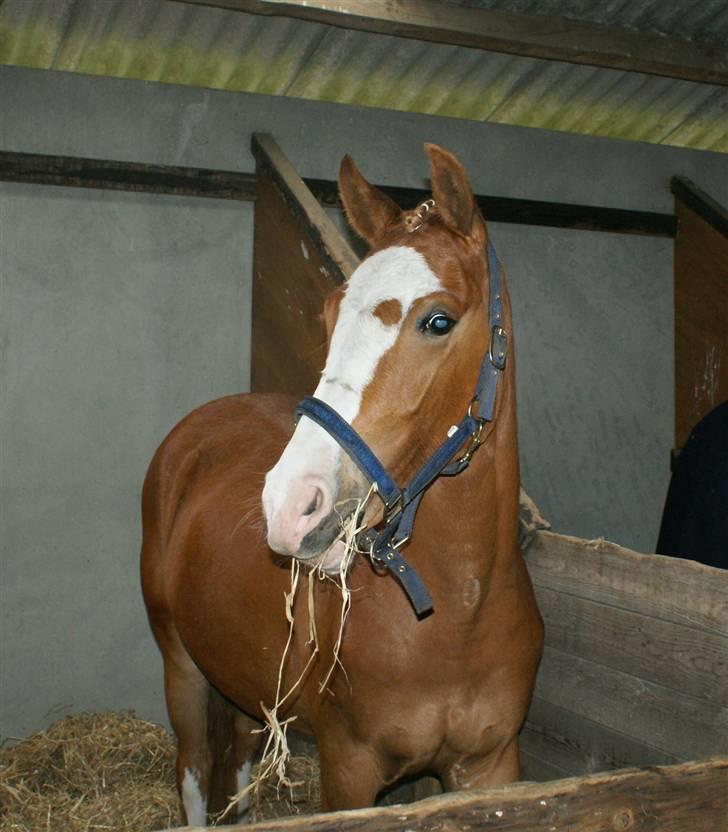 Dyrskue Varde billede 4