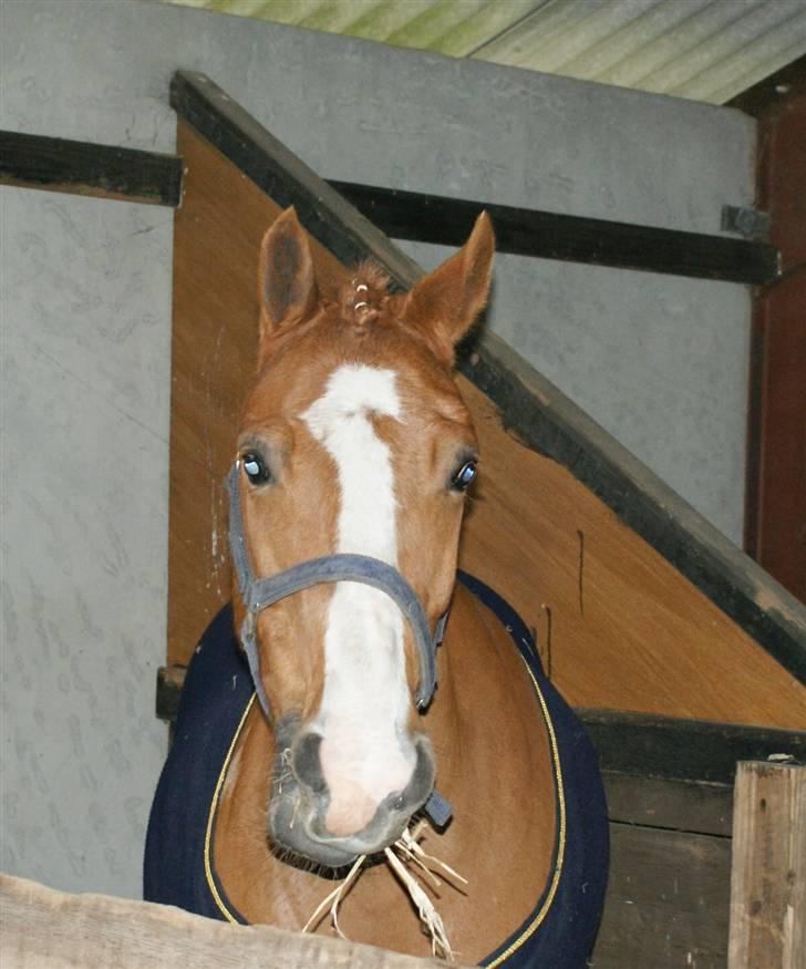 Dyrskue Varde - Sizze billede 5