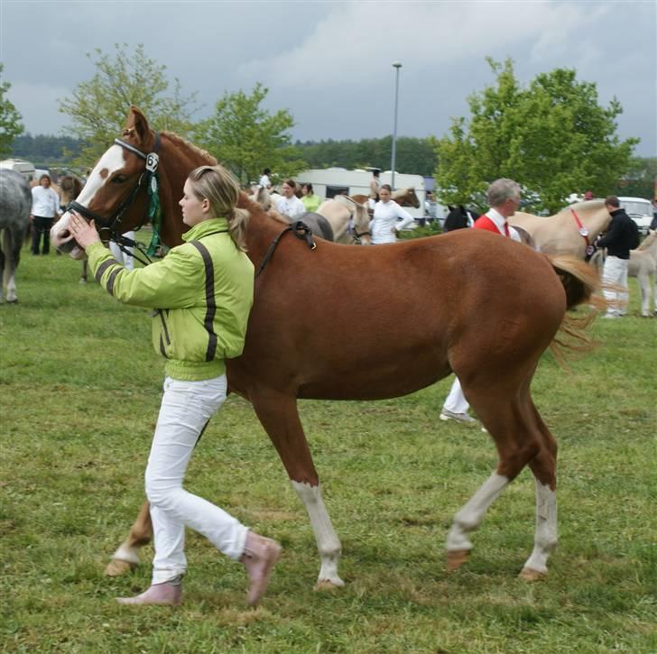 Dyrskue Varde - Til Hesteparaden. billede 7