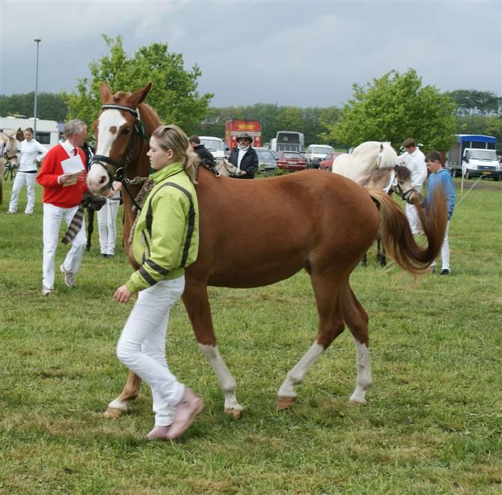 Dyrskue Varde billede 8