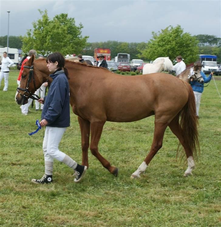 Dyrskue Varde - Pauline gik med SIzze til hesteparaden billede 9