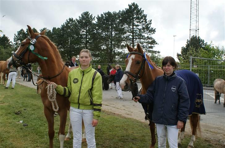 Dyrskue Varde - Nysgerrige Kika og Sizze venter på at komme ind til hesteparaden billede 22