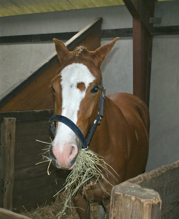 Dyrskue Varde billede 23