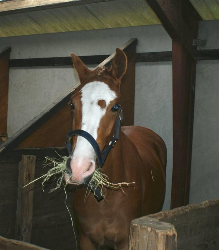 Dyrskue Varde billede 24