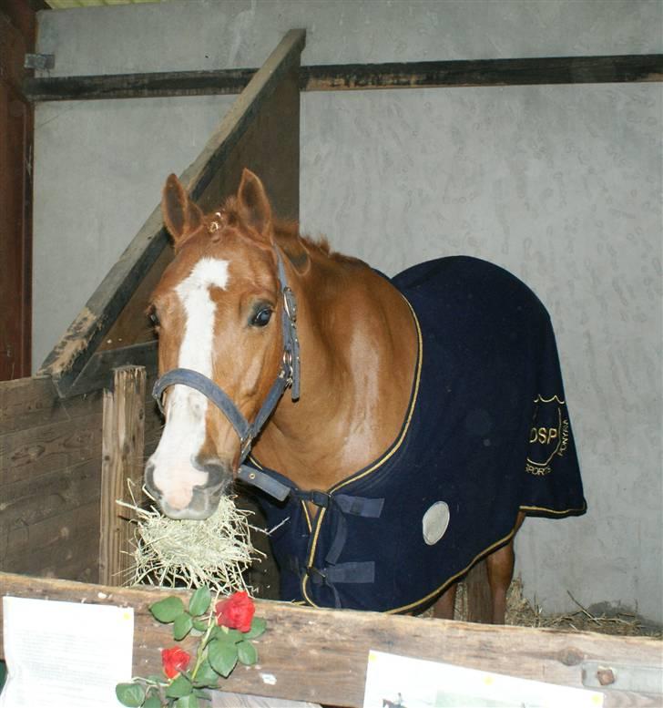 Dyrskue Varde - Sizze i boksen billede 25