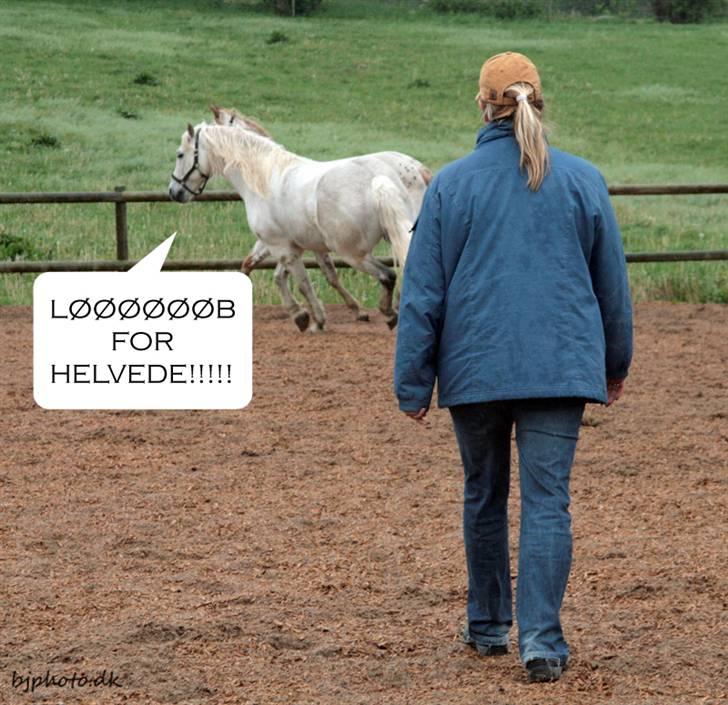 Billeder a en fisk billede 5