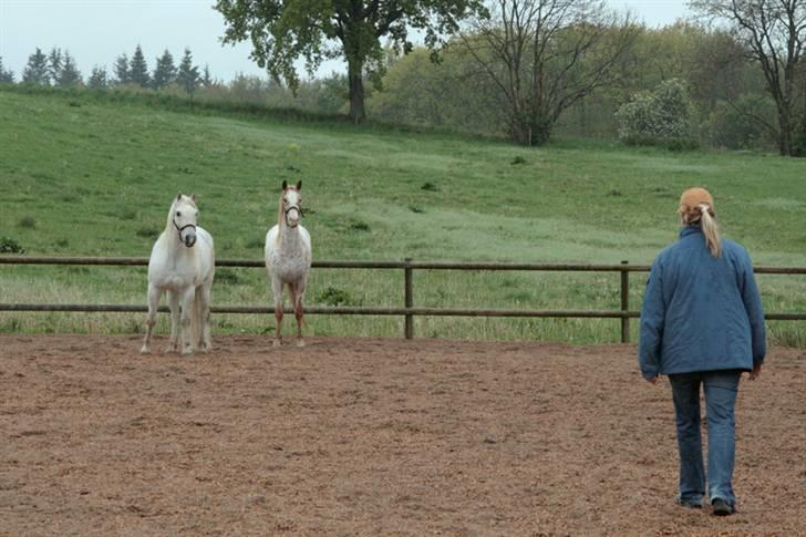 Billeder a en fisk billede 6