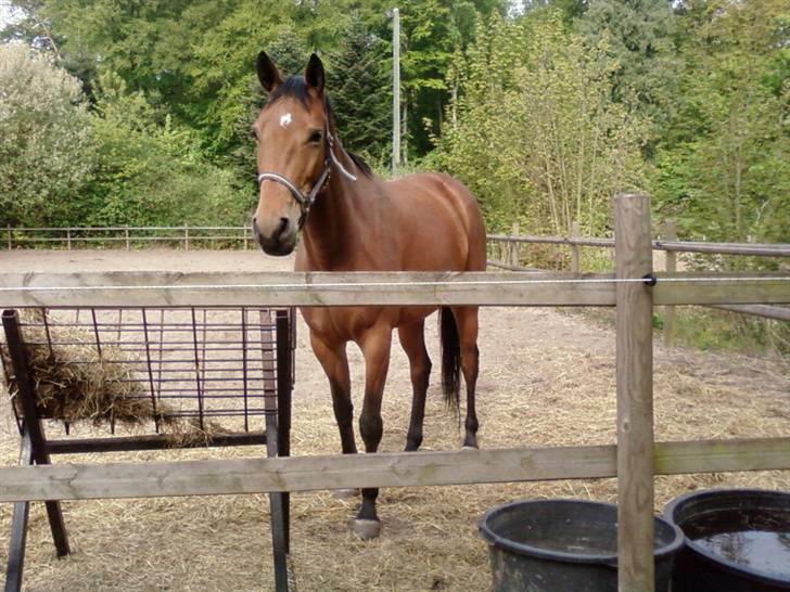 Vosnæs gård/Gods - Chellina(holsteiner/sellefransé) Ege's hest billede 20