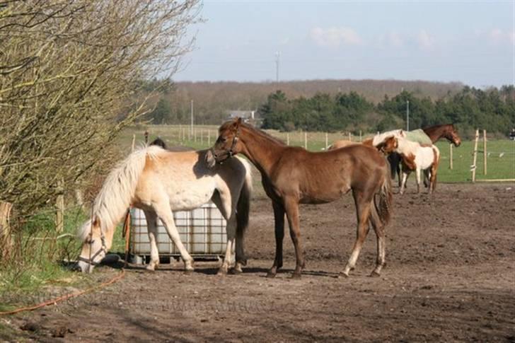 DTH-Haflinger Frances og Suzette billede 23