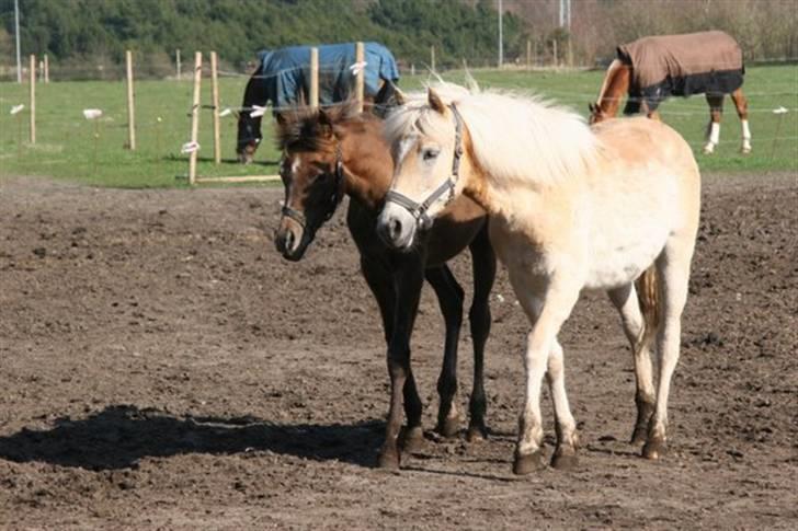 DTH-Haflinger Frances og Suzette billede 24