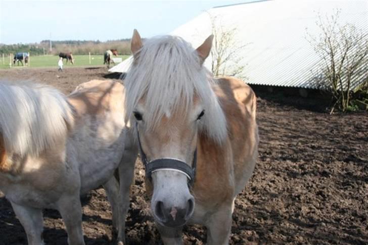DTH-Haflinger Frances og Suzette billede 25