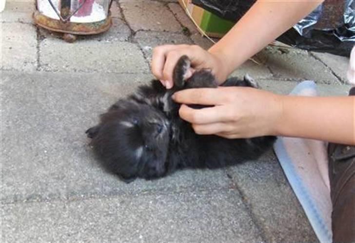 Min hund Gizmo :) - Gizmo som lille hvalp, billede 1