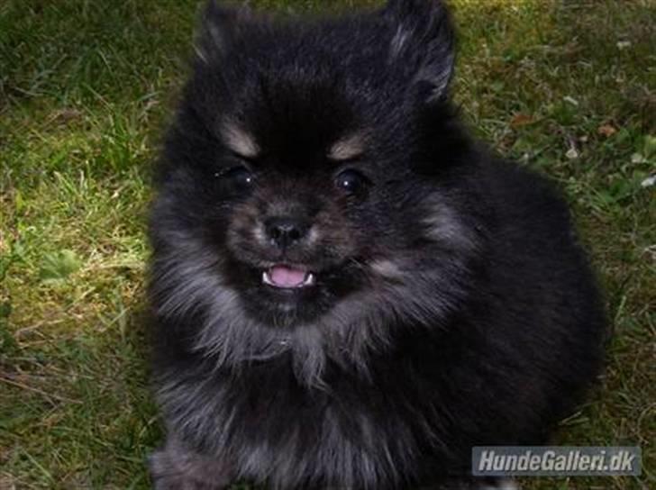 Min hund Gizmo :) - Gizmo som lille. billede 2