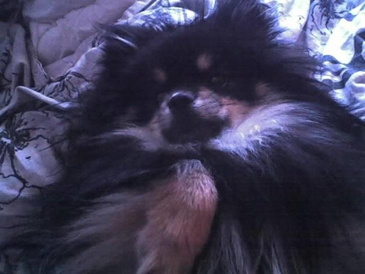 Min hund Gizmo :) - Gizmo gør sig lækker :) (1 år gammel) billede 3