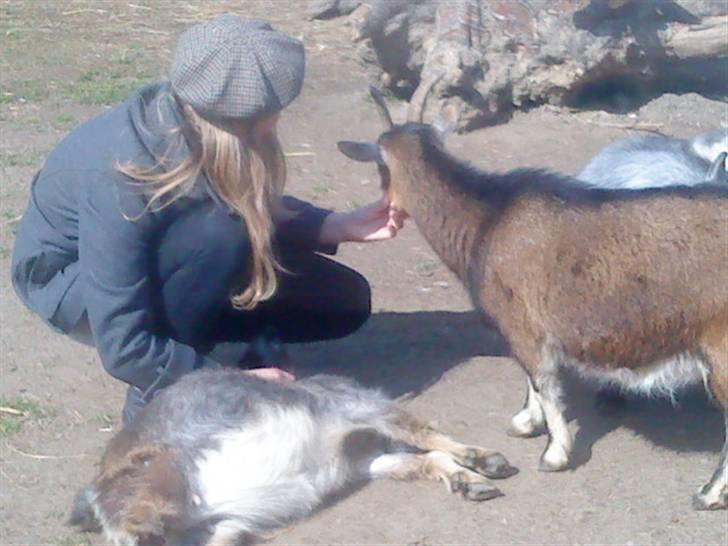 Odsherred dyrepark - Min veninde og nogen dejlige geder xD billede 1