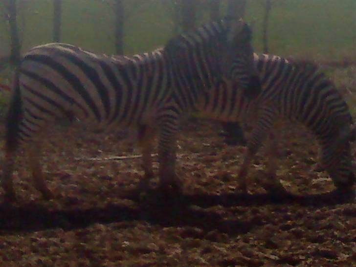 Odsherred dyrepark - 2 zebra´er ;) billede 2
