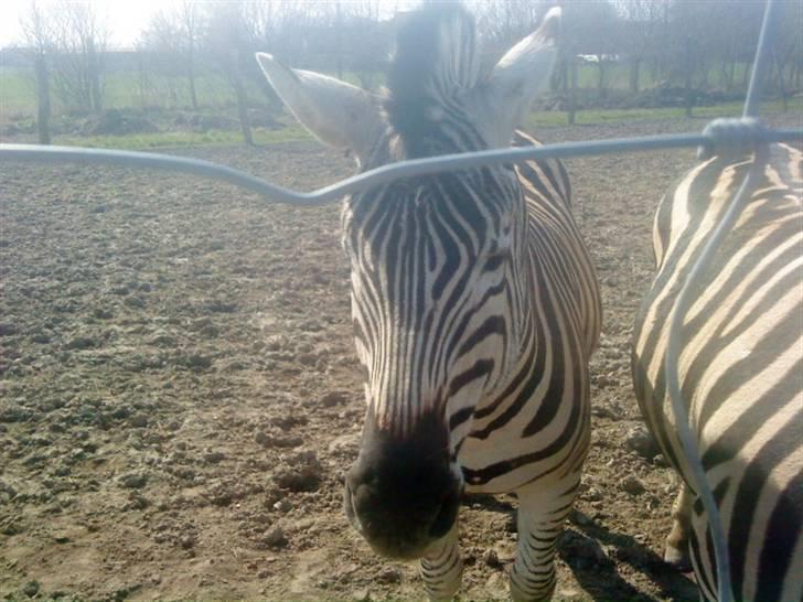 Odsherred dyrepark - En zebra d: billede 3