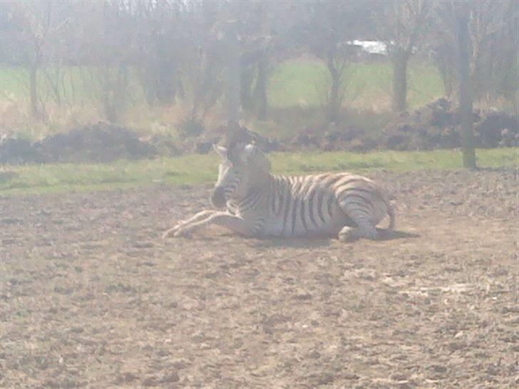 Odsherred dyrepark - En zebra der ruller sig ;) billede 4