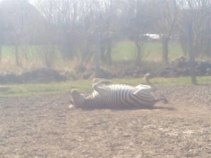Odsherred dyrepark - Zebraen ruller og ruller sig xD billede 5