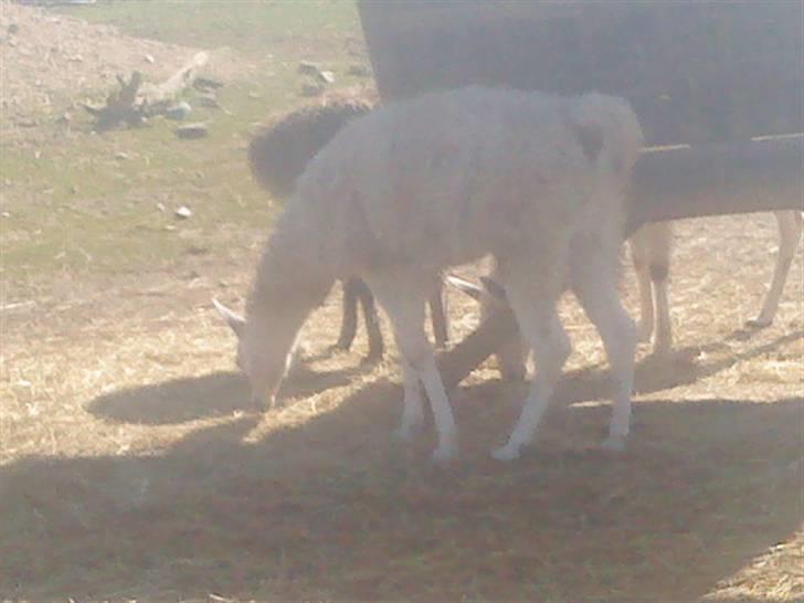 Odsherred dyrepark - En lama C; billede 6